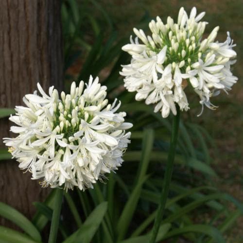 Agapanthus africanus Albus (syn. umbellatus)