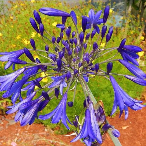 Agapanthus umbellatus Blue - Future Forests