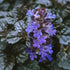 Ajuga reptans Evening Glow