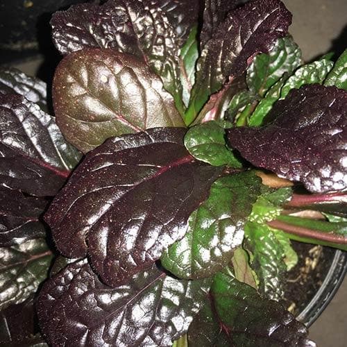 Ajuga reptans Evening Glow