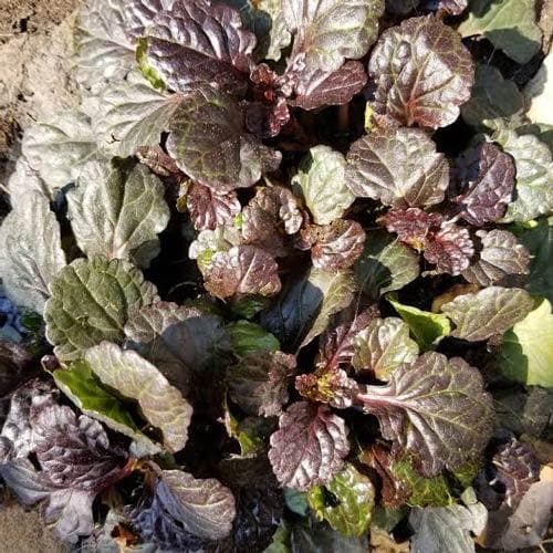 Ajuga reptans Evening Glow