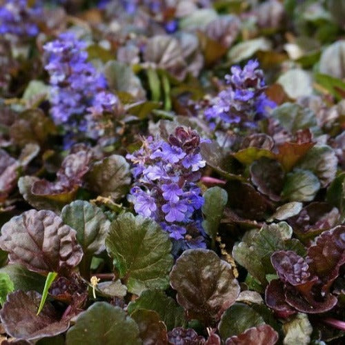 Ajuga reptans Black Scallop