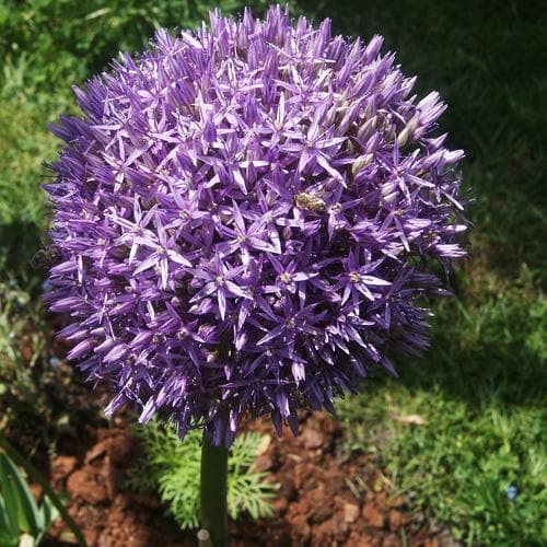 Allium Globemaster - Future Forests