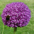 Allium Globemaster - Future Forests