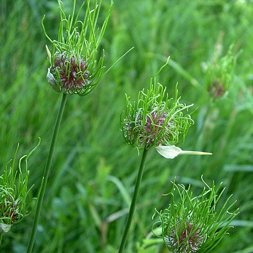 Allium vineale Hair