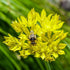 Allium Moly