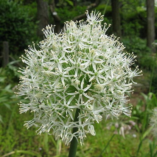 Allium stipitatum Mount Everest