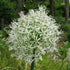 Allium stipitatum Mount Everest
