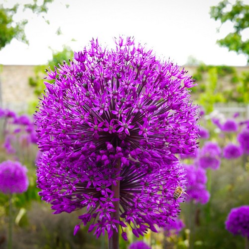 Allium hollandicum Purple Sensation