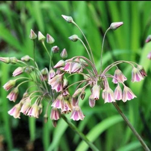 Allium siculum (syn. Nectaroscordum)