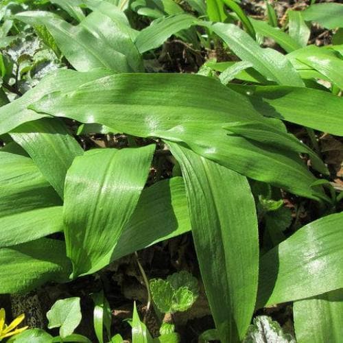 Allium ursinum - Future Forests