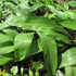 Allium ursinum - Future Forests
