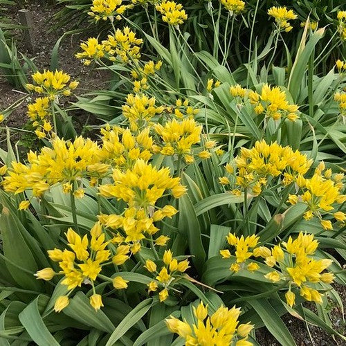 Allium Moly