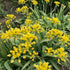 Allium Moly