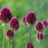 Allium sphaerocephalon - Drumsticks