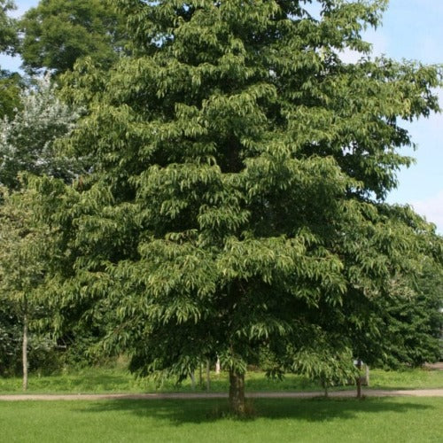 Alnus x spaethii