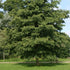 Alnus x spaethii