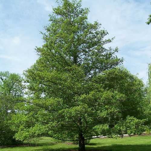 Alnus glutinosa - Common Alder - Future Forests