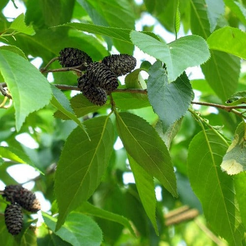 Alnus x spaethii