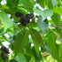 Alnus x spaethii