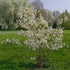 Amelanchier lamarckii - Snowy Mespilus - Future Forests