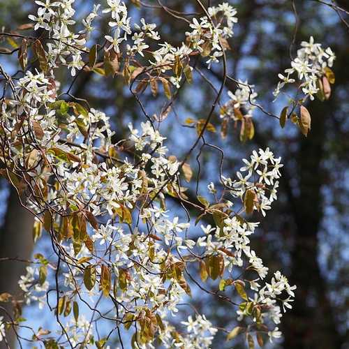 Amelanchier lamarckii - Snowy Mespilus - Future Forests