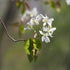 Amelanchier lamarckii - Snowy Mespilus - Future Forests