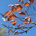 Amelanchier lamarckii - Snowy Mespilus - Future Forests