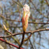 Amelanchier lamarckii - Snowy Mespilus - Future Forests