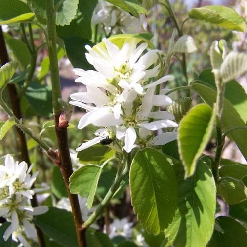 Amelanchier alnifolia Obelisk - Future Forests