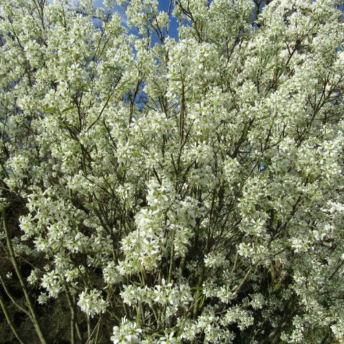 Amelanchier canadensis Glenn Form (syn. Rainbow Pillar)