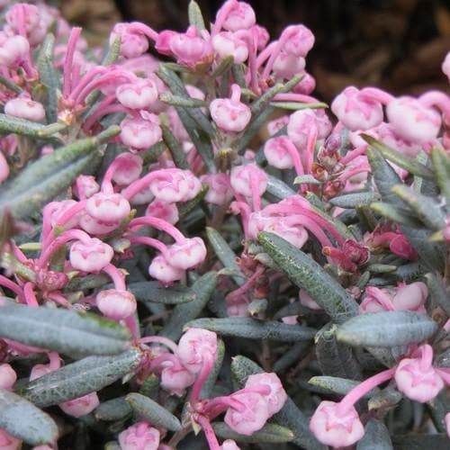 Andromeda polifolia Blue Lagoon - Future Forests