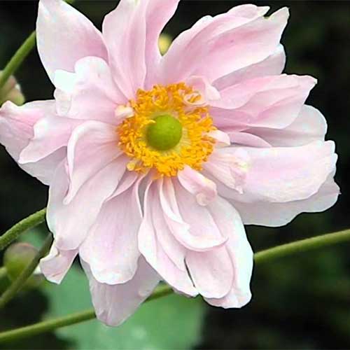 Anemone x hybrida Konigin Charlotte (syn. Queen Charlotte)