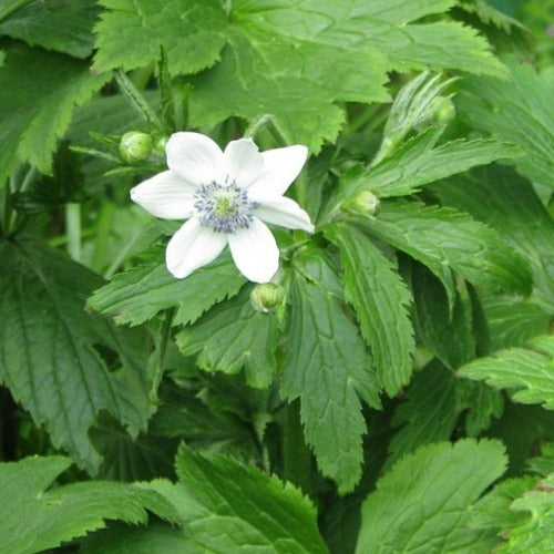 Anemone leveillei