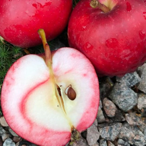 Apple Summerred