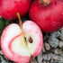 Apple Summerred