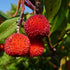 Arbutus unedo Compacta - Future Forests