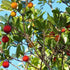 Arbutus unedo - Strawberry Tree - Future Forests