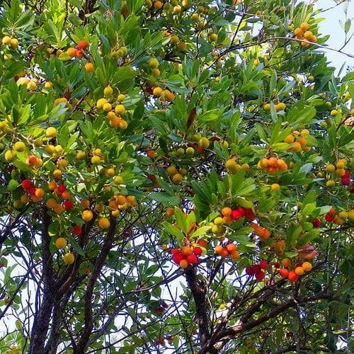 Arbutus unedo - Strawberry Tree - Future Forests