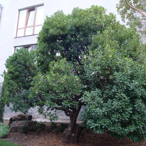 Arbutus unedo - Strawberry Tree - Future Forests