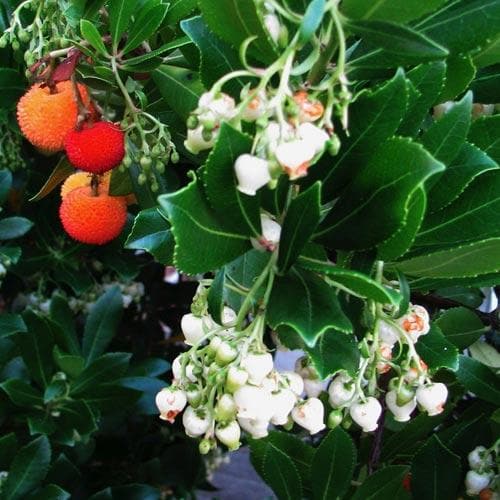 Arbutus unedo - Strawberry Tree - Future Forests