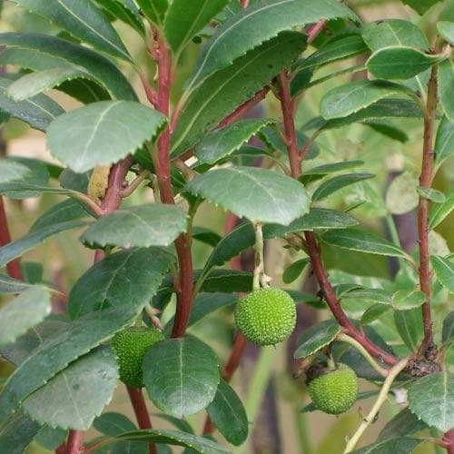 Arbutus unedo - Strawberry Tree - Future Forests