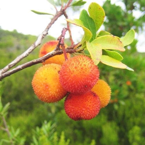 Arbutus unedo - Strawberry Tree - Future Forests