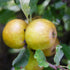 Apple Ashmead's Kernel - Future Forests