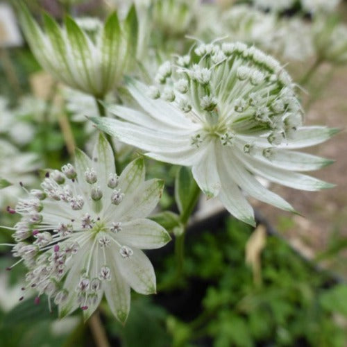 Astrantia Superstar
