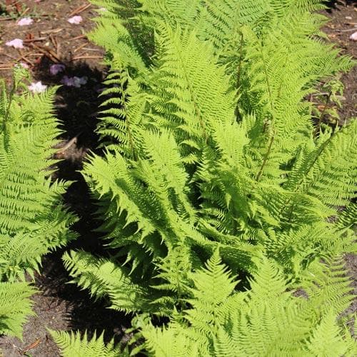 Athyrium filix-femina