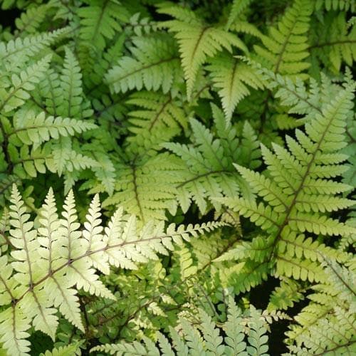 Athyrium otophorum Okanum - Future Forests