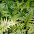 Athyrium otophorum Okanum - Future Forests
