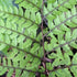 Athyrium otophorum Okanum - Future Forests