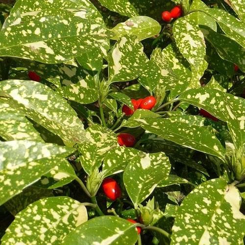 Aucuba japonica Crotonifolia - Future Forests